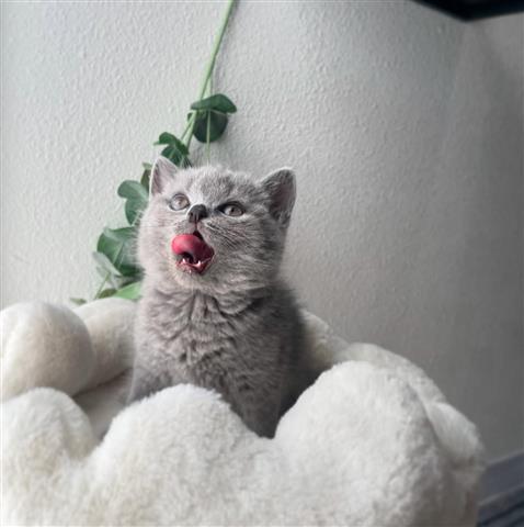 $400 : GCCF British Shorthair image 2