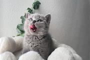 $400 : GCCF British Shorthair thumbnail