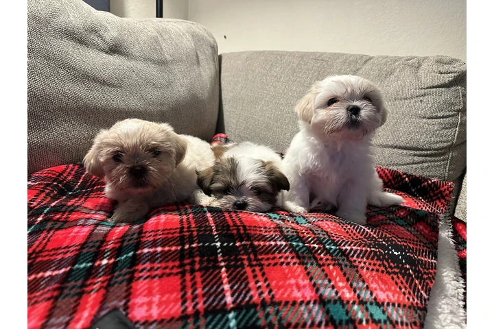 $1500 : Shitzu image 7