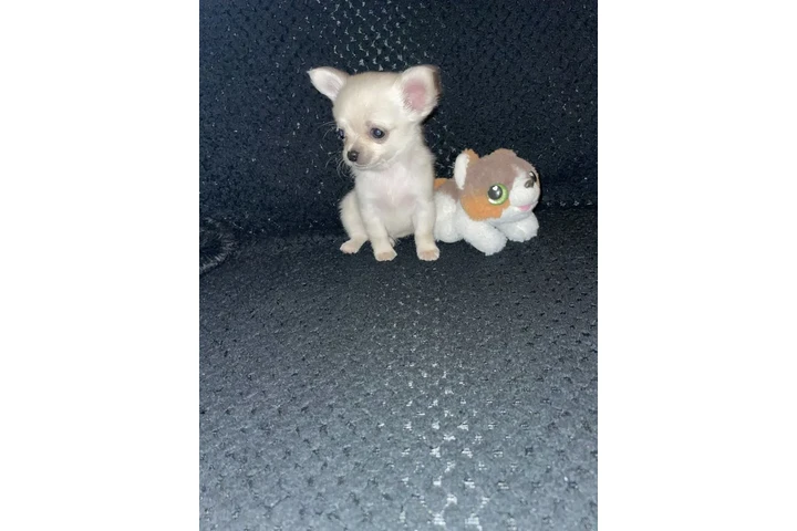 $300 : Chihuahua image 2
