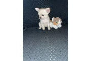 $300 : Chihuahua thumbnail