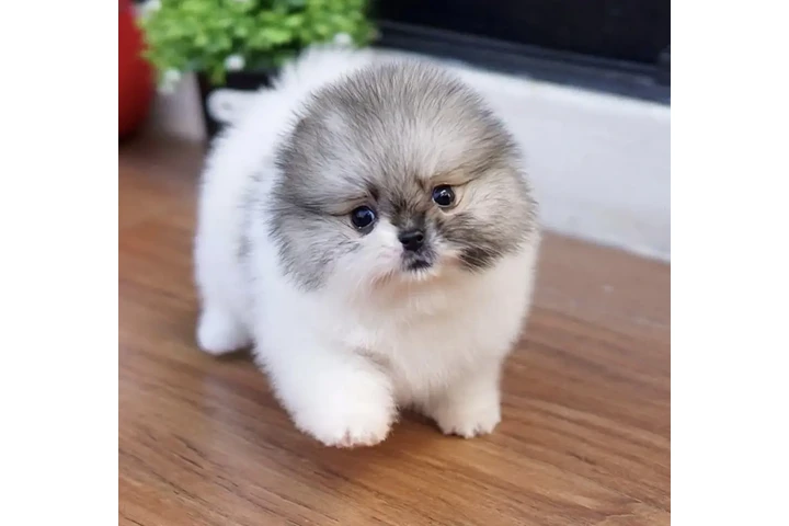 $400 : French bulldog and pomeranian image 5