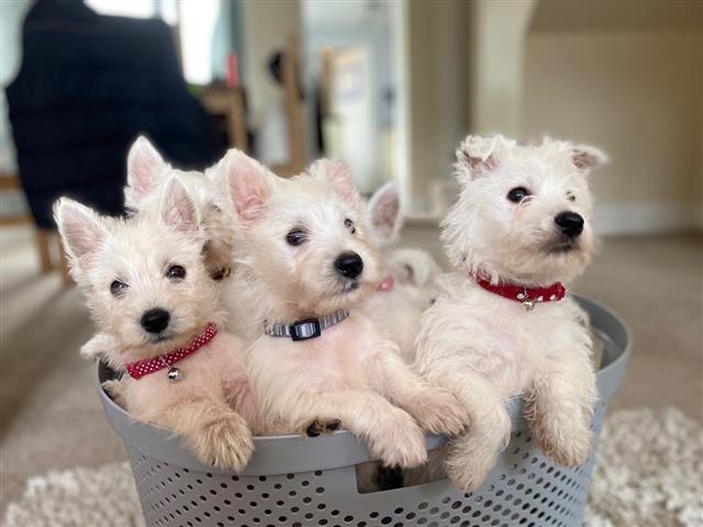 $550 : Highland White Terrier pups image 1