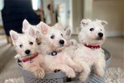 Highland White Terrier pups