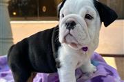 Cachorrita Bulldog inglés en Atlanta