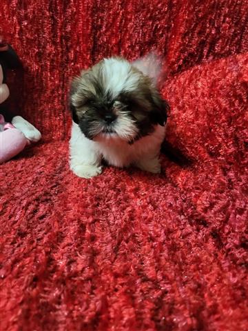 $300 : Shih tzu puppies image 4