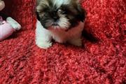 $300 : Shih tzu puppies thumbnail