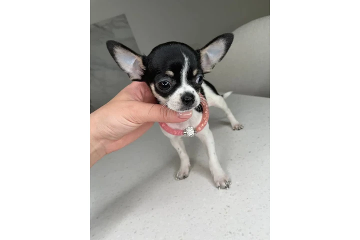 $300 : Teacup Chihuahua puppies image 7
