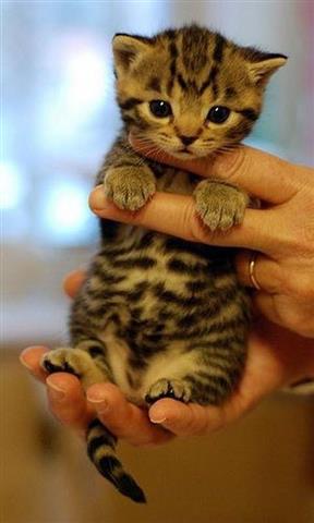 $100 : super sweet Bengal kitty 4  u❤ image 3