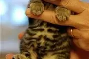 $100 : super sweet Bengal kitty 4  u❤ thumbnail