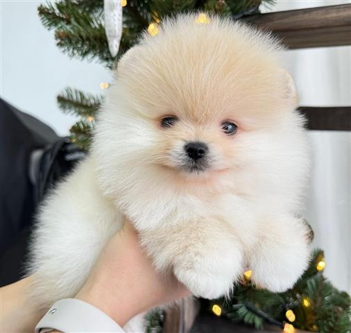$350 : Pomeranian Puppies For Sale image 3