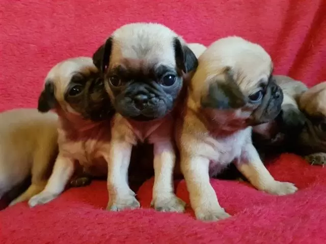 $350 : Cachorros pug hembras y machos image 2