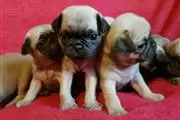 $350 : Cachorros pug hembras y machos thumbnail