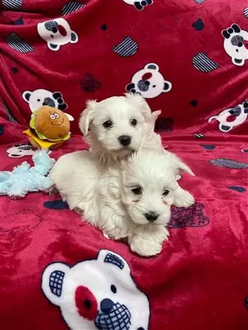 $500 : Super Adorable Maltese Puppies image 2