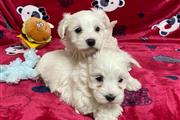 $300 : Adorable Maltese Puppies thumbnail
