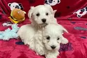 $500 : Super Adorable Maltese Puppies thumbnail