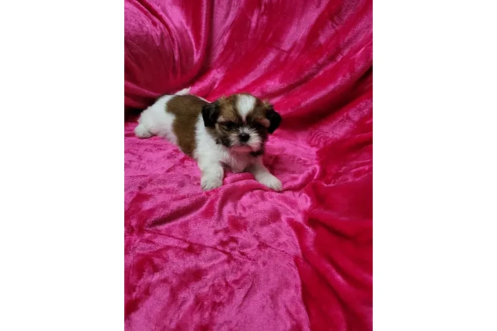 $450 : Shihtzu maltes male image 3