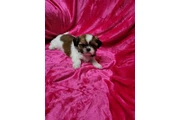 $450 : Shihtzu maltes male thumbnail