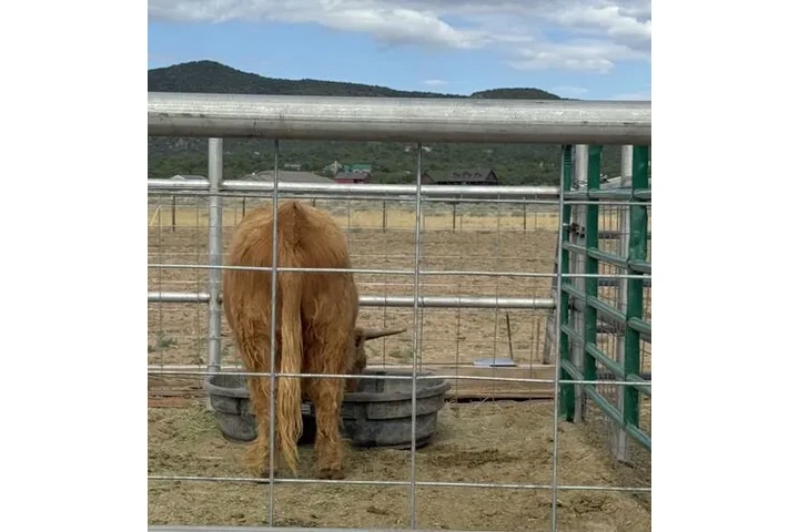 $3000 : Yellow Scottish Highland Bull image 4