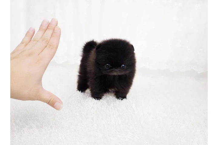 $350 : Micro Pomerania image 2