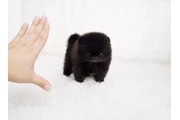 $350 : Micro Pomerania thumbnail