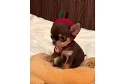 Chihuahua taza de té en Poplar Bluff