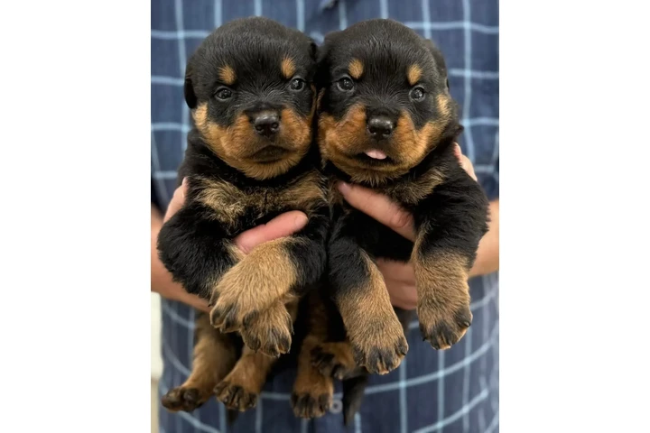 $350 : Cachorros Rottweiler en venta image 1