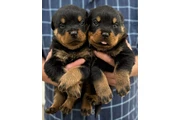 Cachorros Rottweiler en venta en Newark