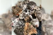 ¡9 adorables gatitos vieron la en Los Angeles