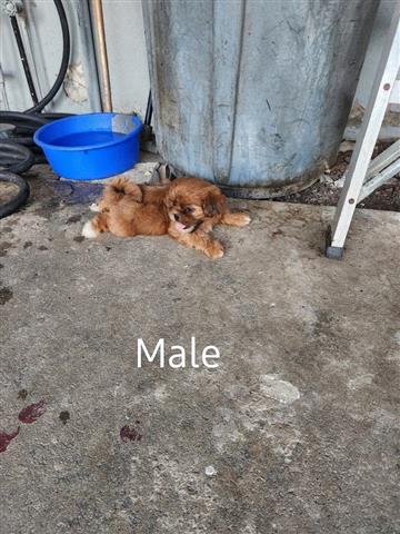 $350 : Perritos shihtzu mix Yorkie image 5