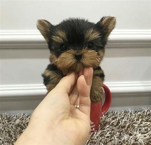 $400 : Teacup Yorkie image 2