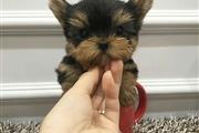 $400 : Teacup Yorkie thumbnail