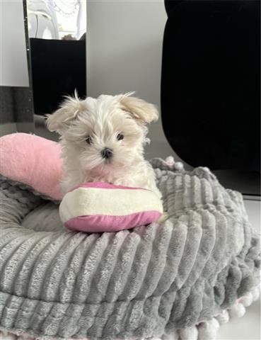 $260 : Teacup Maltese Available image 1