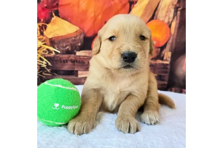 $350 : Golden Retriever image 6
