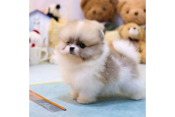 $400 : French bulldog and Pomeranian image 3