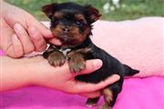 $210 : Mini  Yorkie Terrier ready thumbnail
