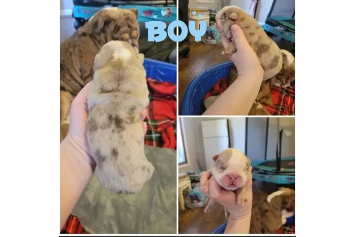 $350 : BULLDOG INGLÉS EN VENTA image 4