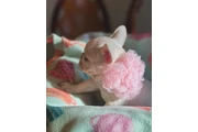 Smart Fluffy Frenchies puppies thumbnail