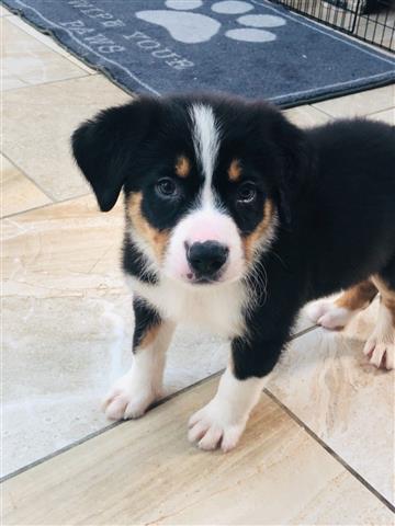 $390 : Sweet Bernese Mountain puppy image 1