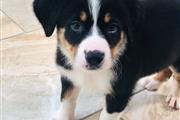 $390 : Sweet Bernese Mountain puppy thumbnail