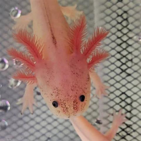 $45 : adorables axolotls image 2