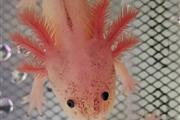 $45 : adorables axolotls thumbnail