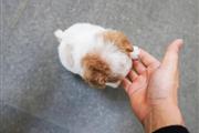 poodle puppies for sale en Anchorage