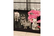 Pomsky puppies thumbnail