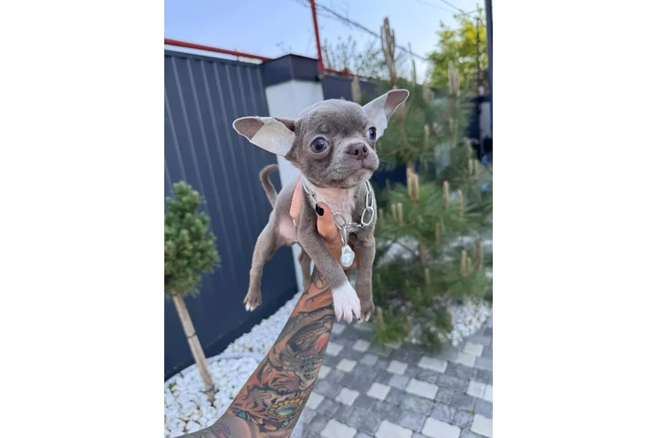 $300 : Teacup Chihuahua puppies image 6