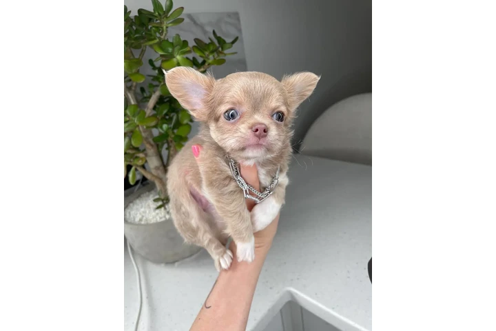 $250 : Chihuahua teacup puppies ❤️ image 10