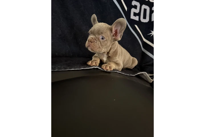 $1700 : Frenchies AKC image 4