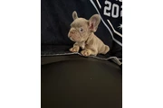 $1700 : Frenchies AKC thumbnail