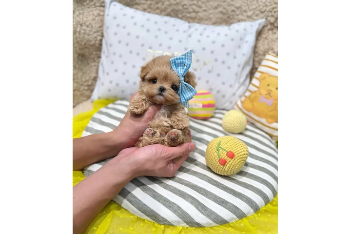$400 : Chihuahua and Maltipoo Puppies image 4