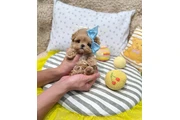$400 : Chihuahua and Maltipoo Puppies thumbnail